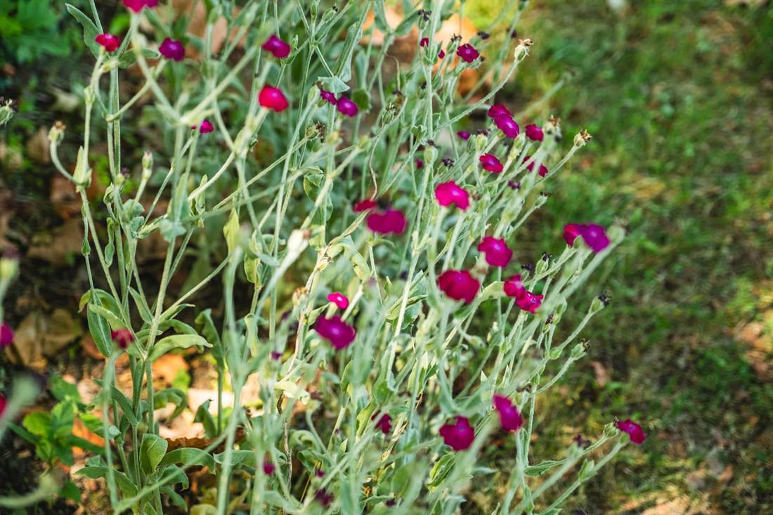 Garten Gebhard, Aufnahme 7