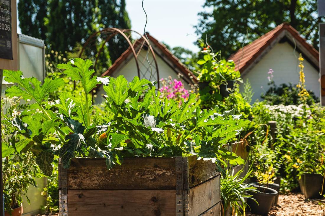 Garten Gesella und Knopp, Aufnahme 8
