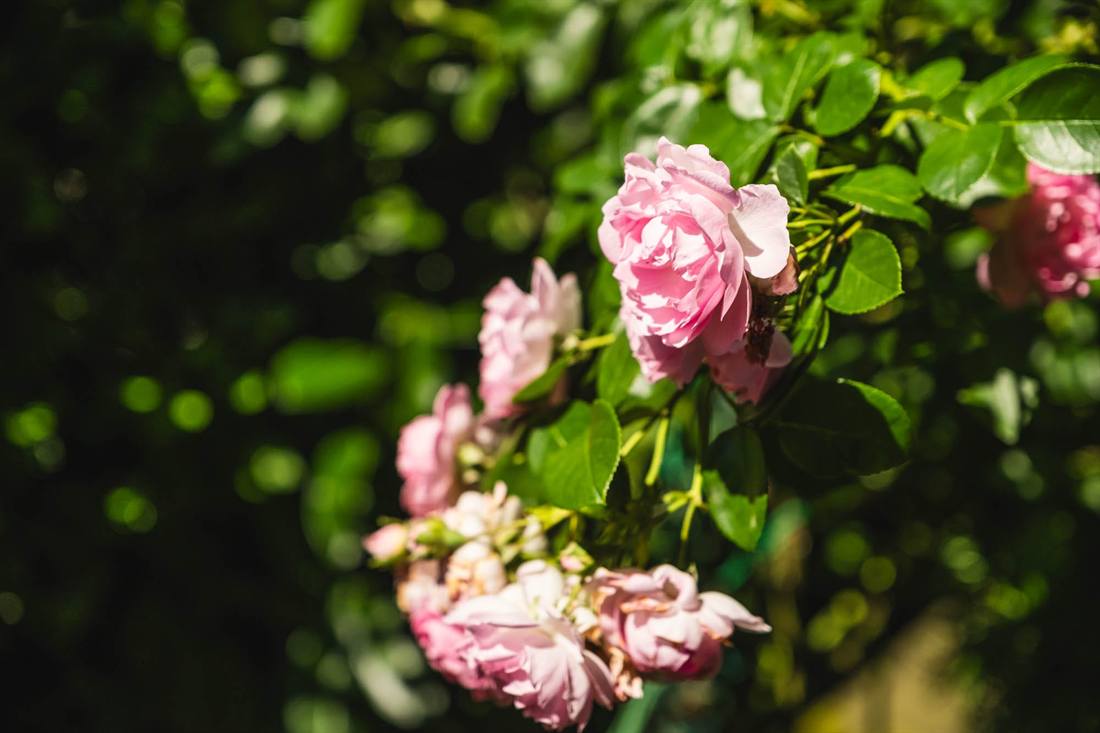 Garten Gutsch, Aufnahme 6