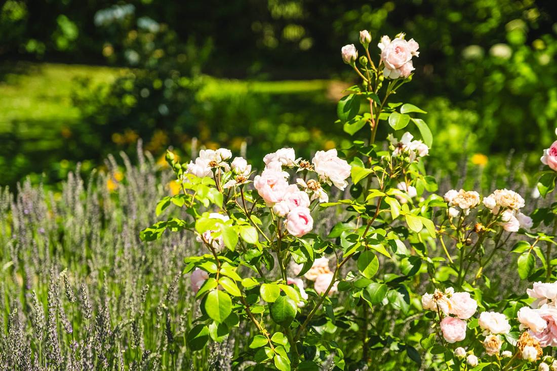 Garten Rademacher, Aufnahme 9